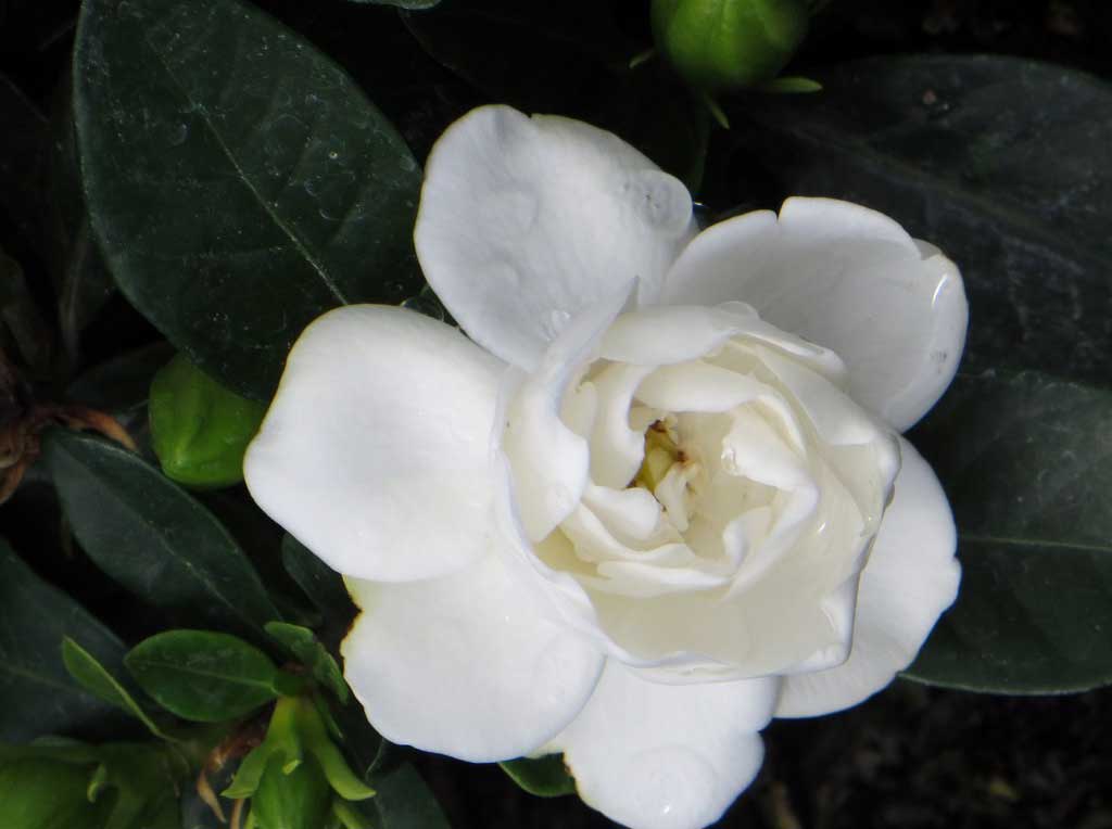 gardenia ciarrocchi vivai