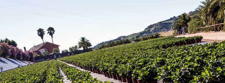 The nursery production in its current configuration